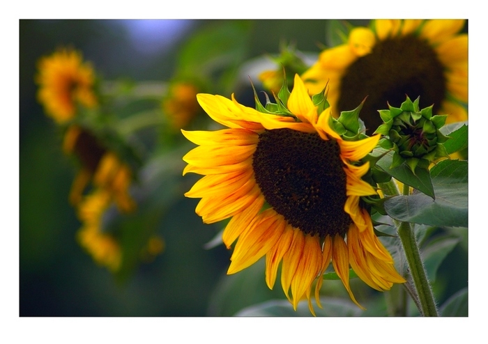 Sunflower 